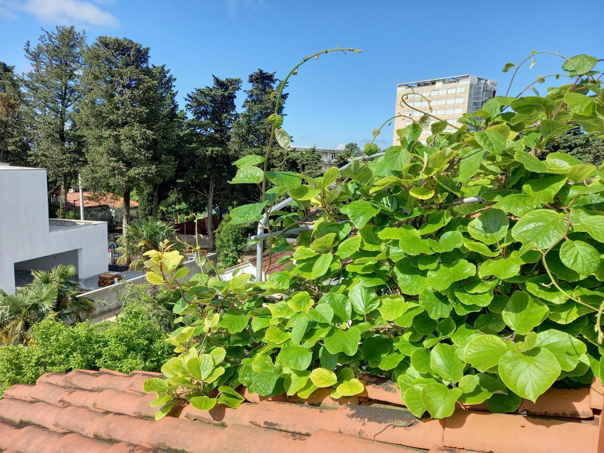 Ferienwohnung Dasen Umag Exterior foto